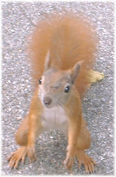 Eichhörnchen im Westfriedhof, Nürnberg.